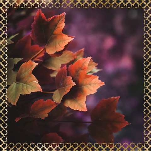 Orange leaves
