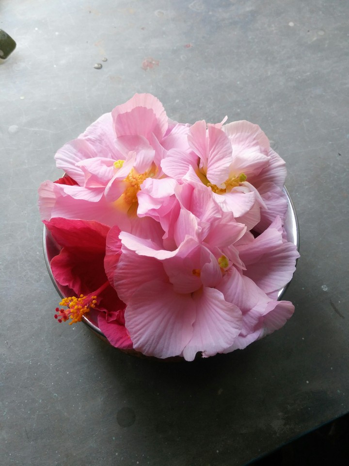 lotus