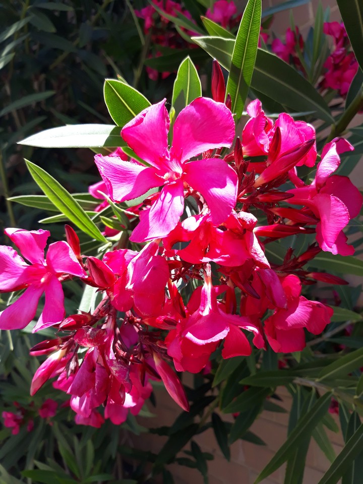 Spring