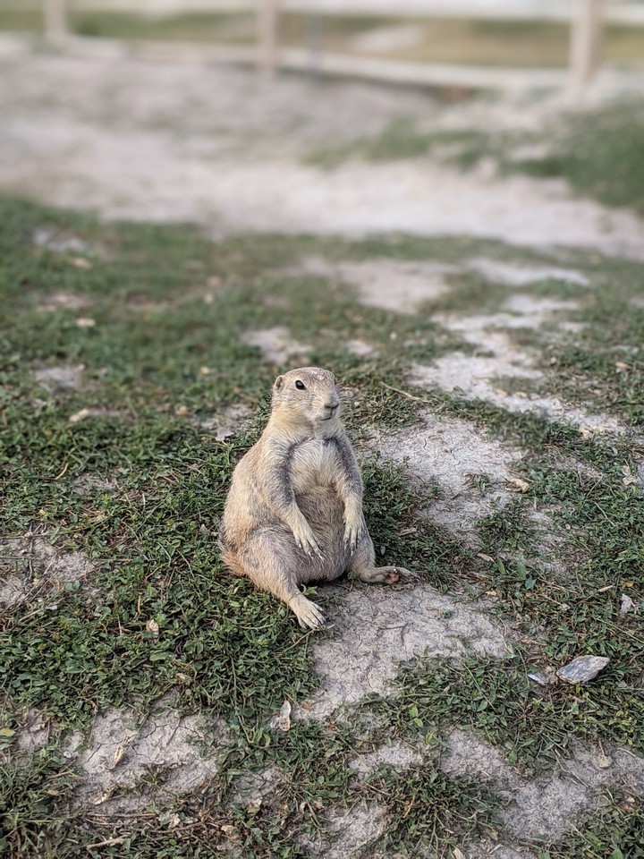 Prairie Dog