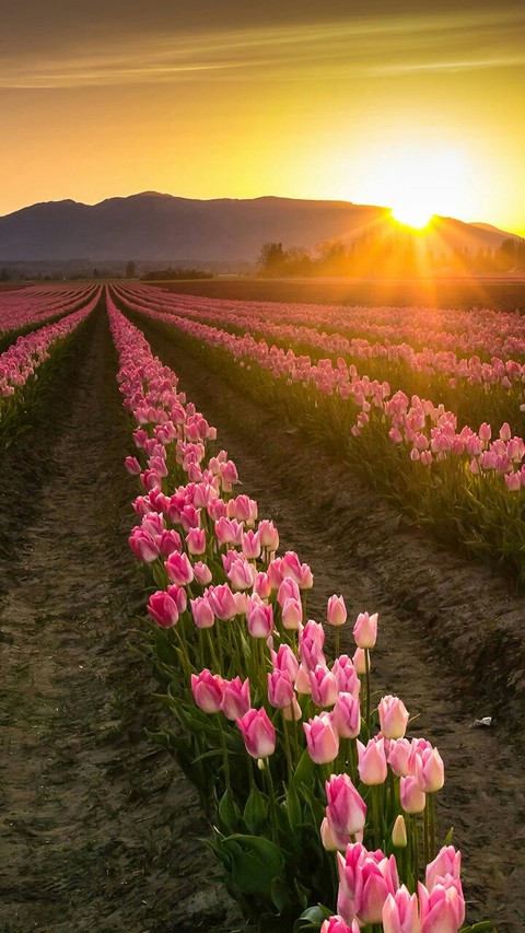 plant, spring wallpapers