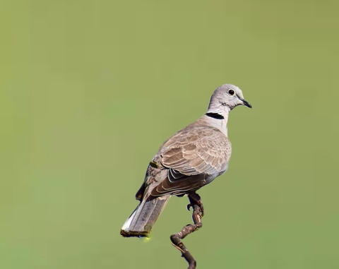 Eurasian collared-Dove
