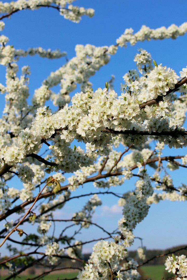Cherry Blossoms