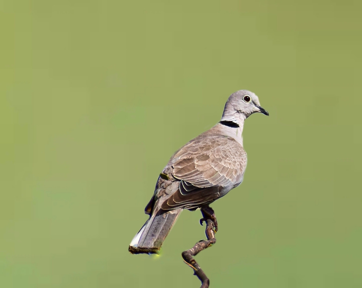Eurasian collared-Dove