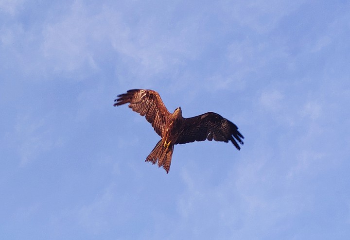 eagle