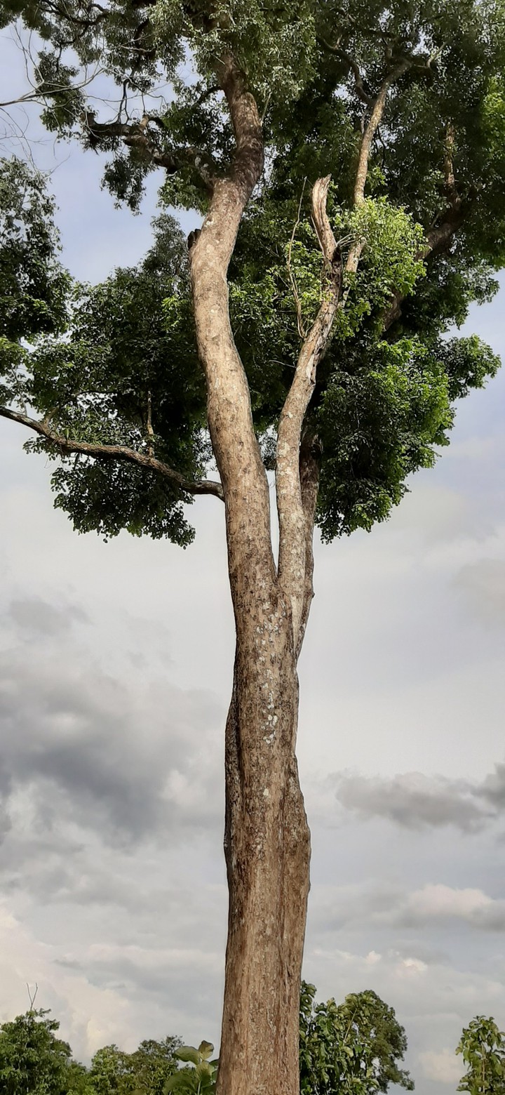 Majestic Tree
