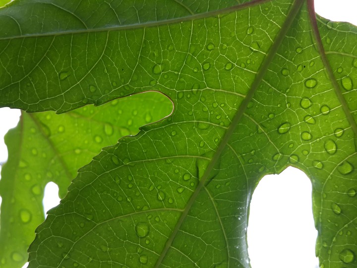 leaf