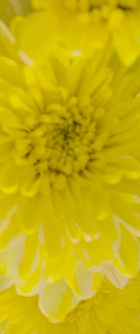 Yellow, flower háttérképek