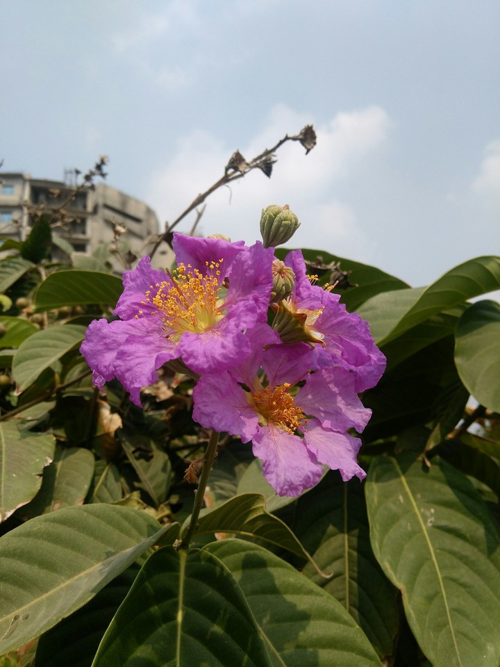 flower