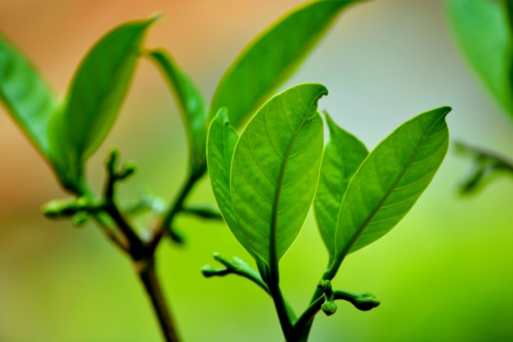 Leafs