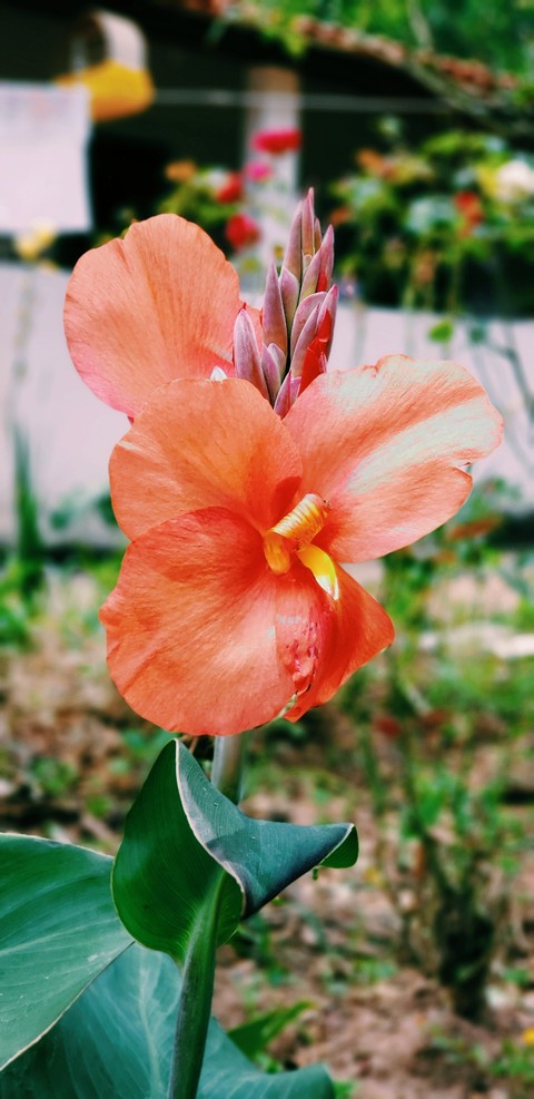 Orange Flower