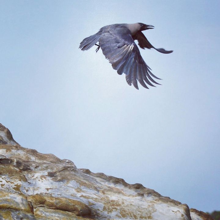 Thirsty Crow