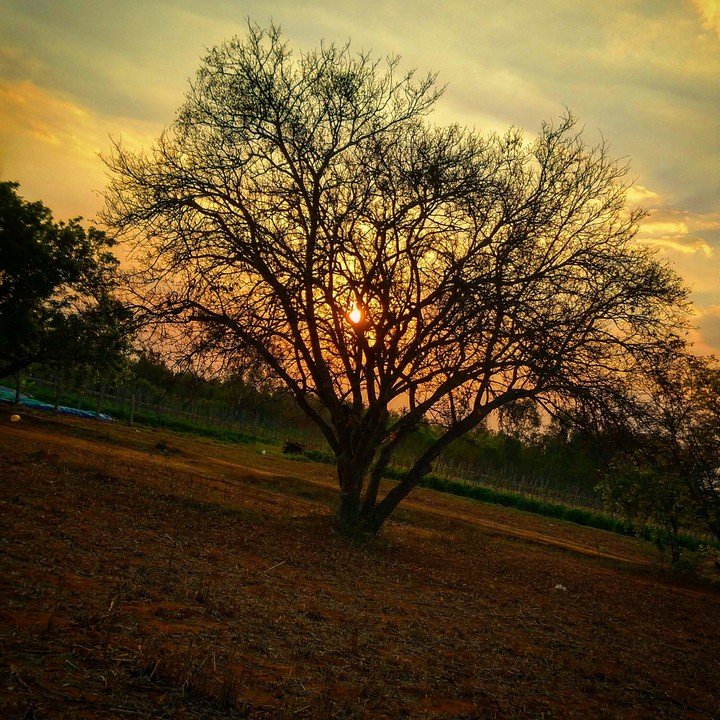 Tree, sunset