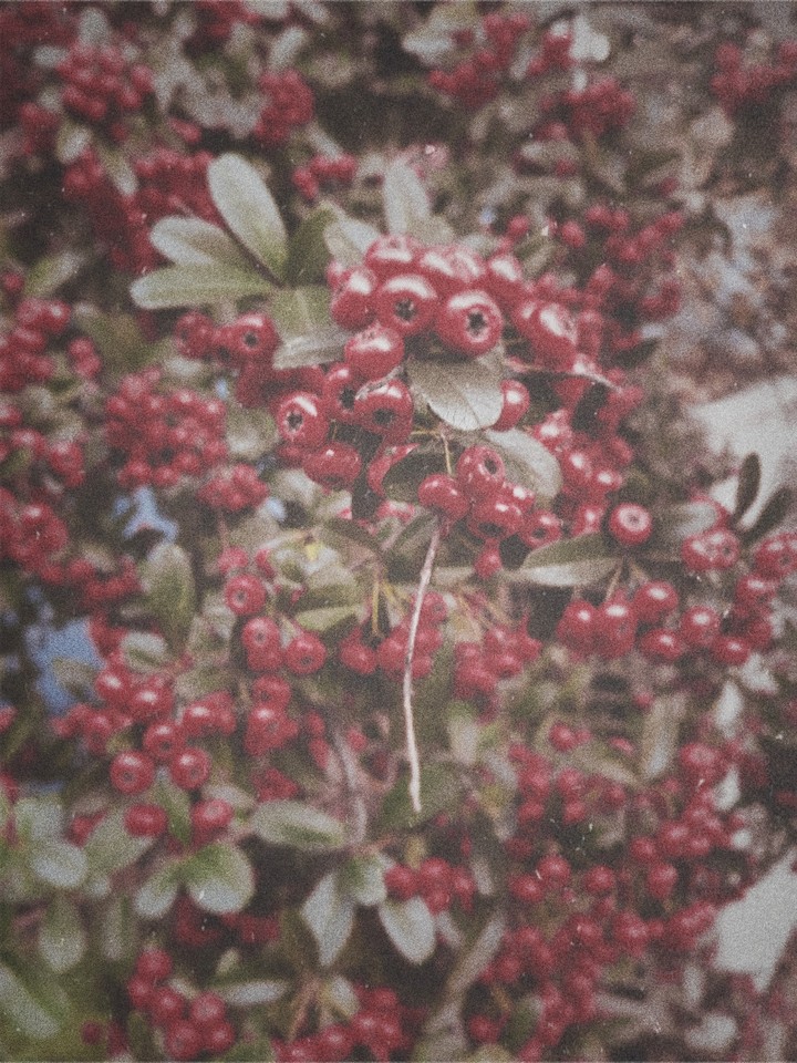 plant-berry