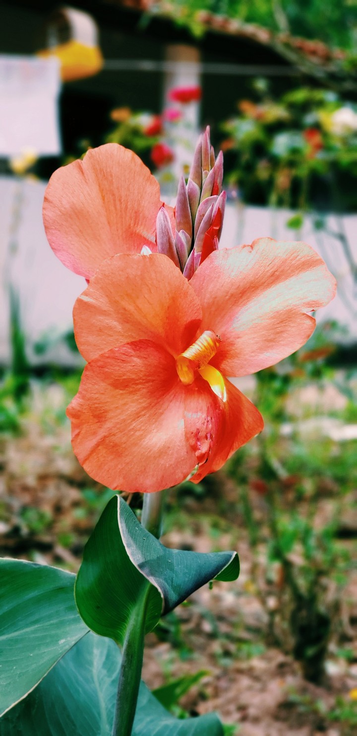 Orange Flower