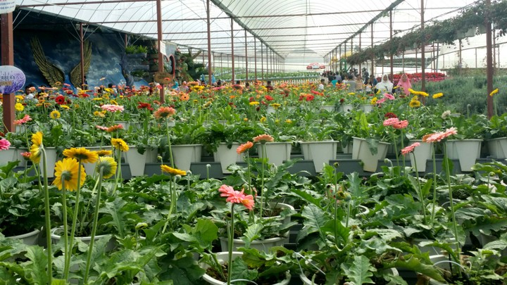 flowers