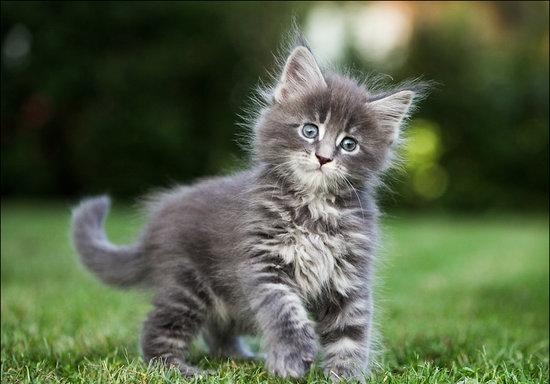 Котик