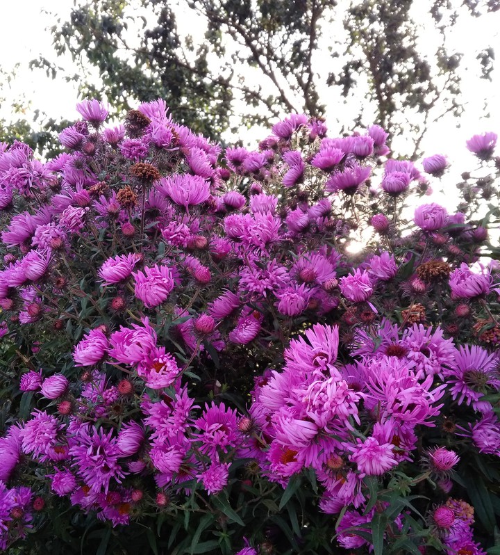 autumn flowers