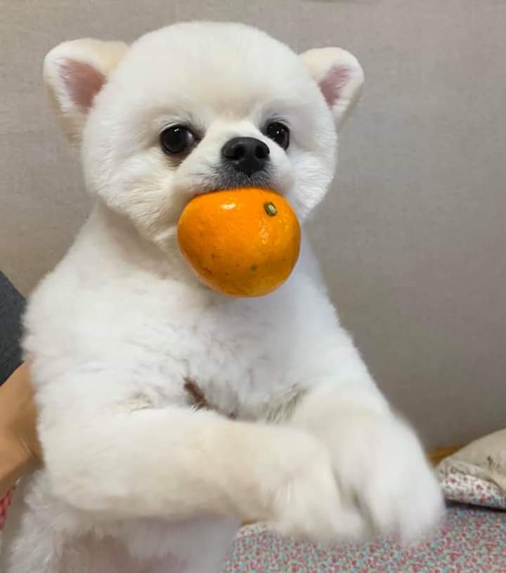 강아지