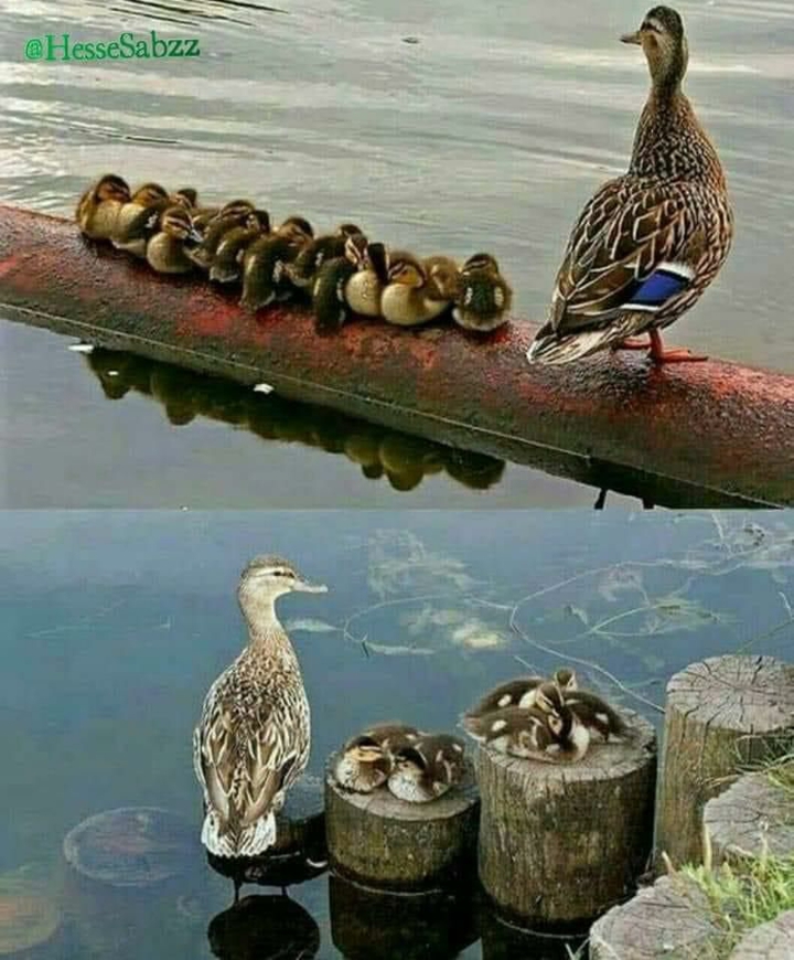 م ر