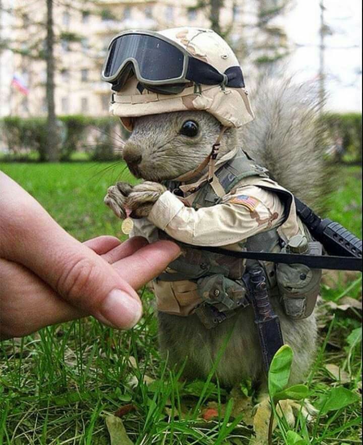animal