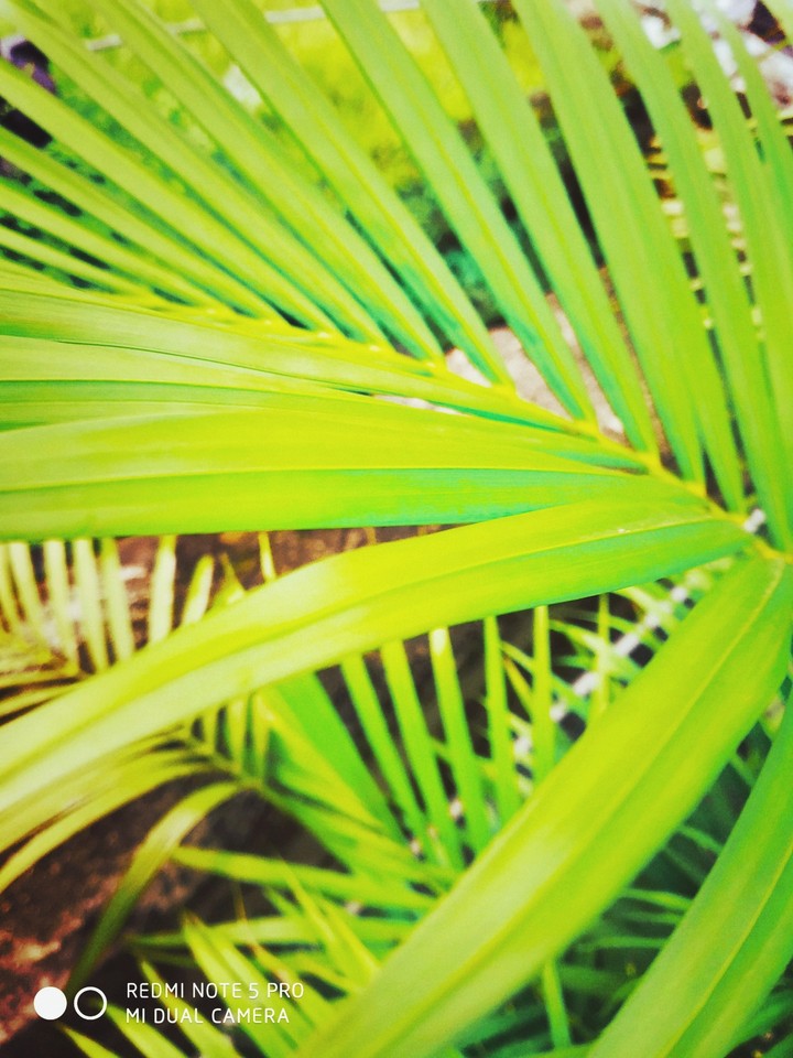 greeen leaves