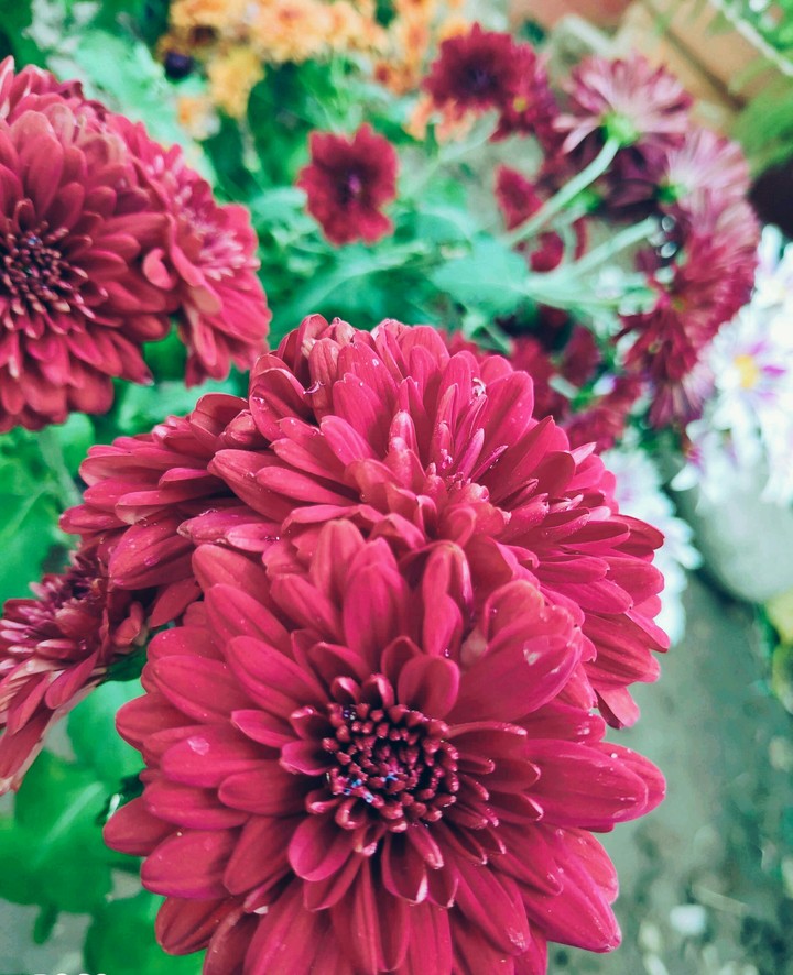 flower