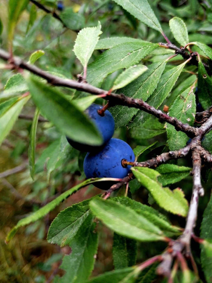 Blueberries