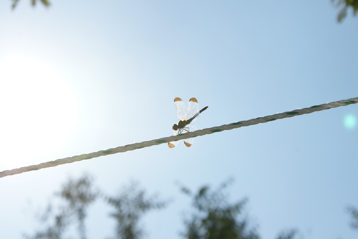 Clothesline