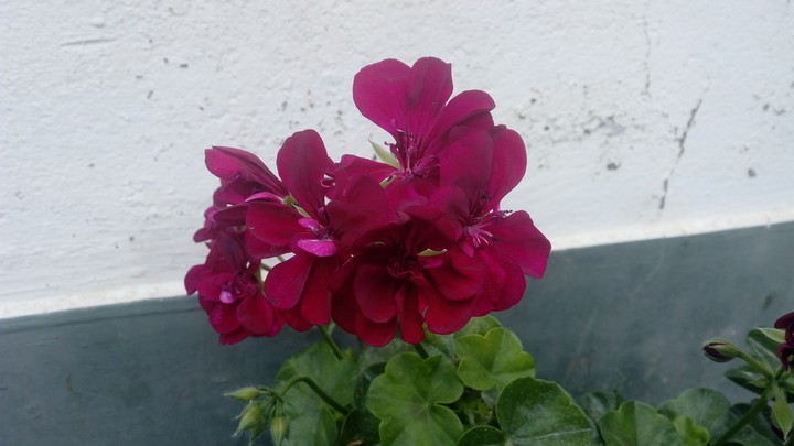 Red flora
