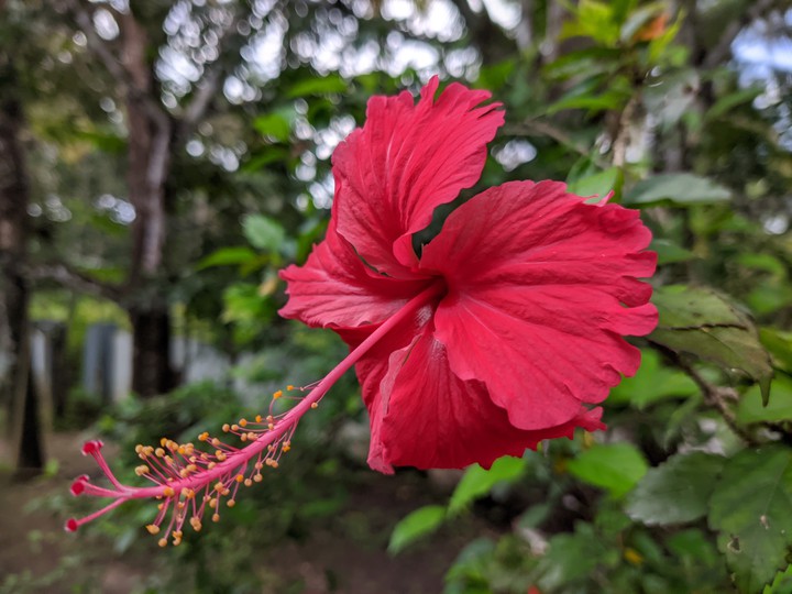 flower