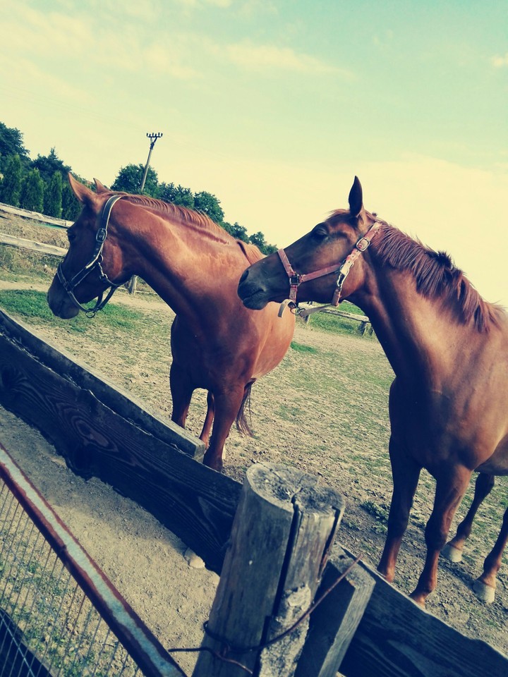 horses