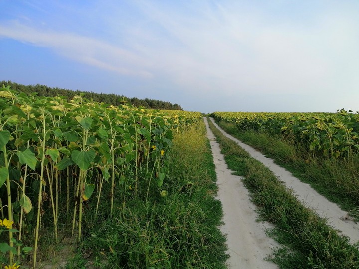 country road
