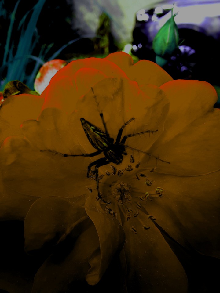 spider