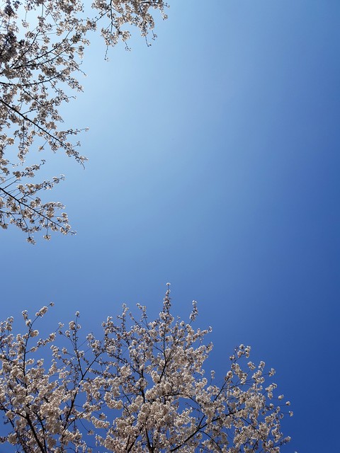 벚꽃하늘