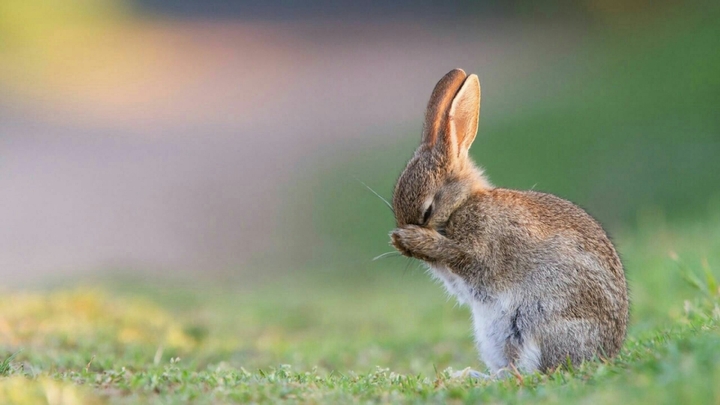 Rabbit