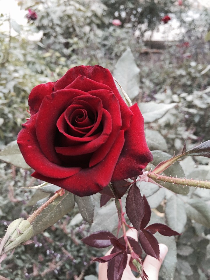 rose