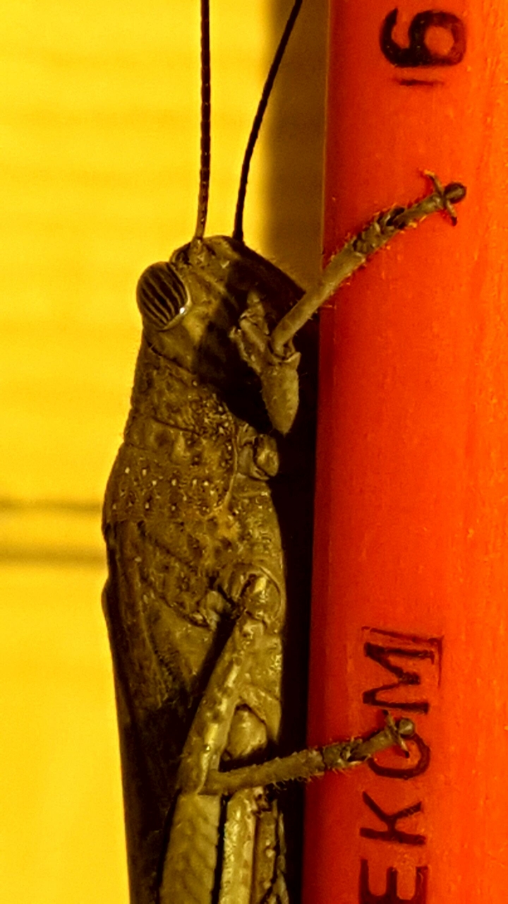 çekirge / grasshopper