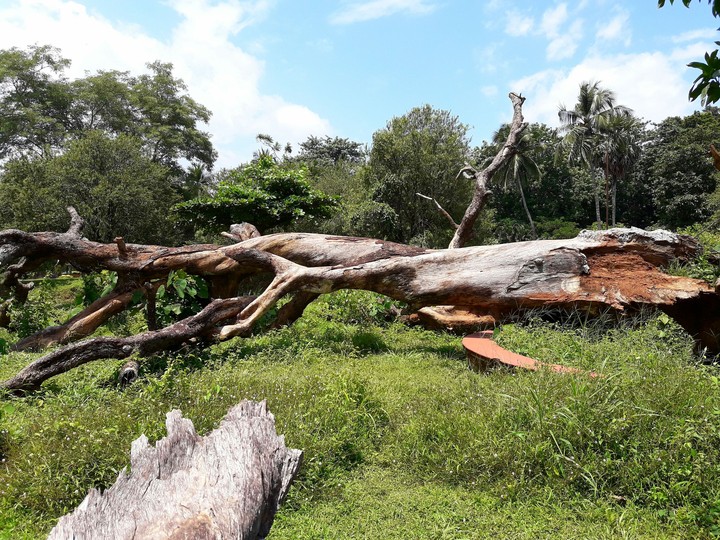 tree
