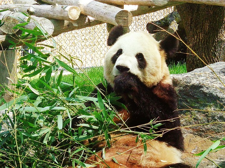 Toronto Zoo