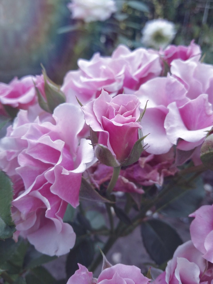 rose