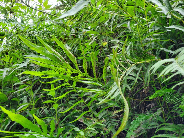 Fern
