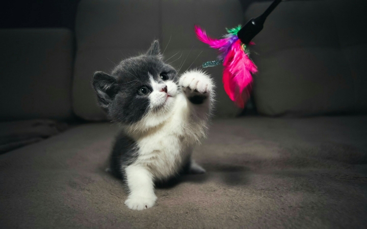 cat
