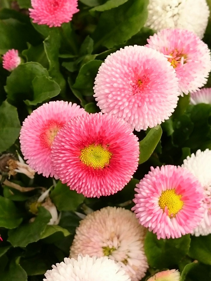 Tausendschönchen