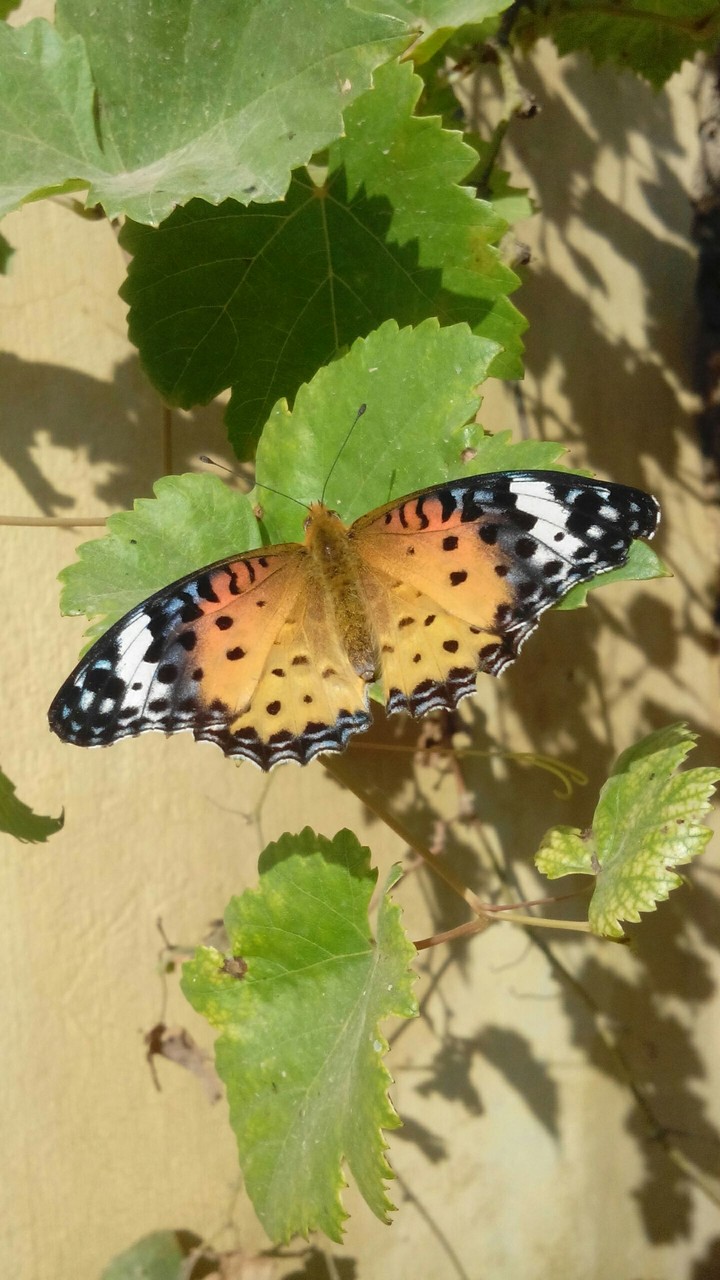 butterfly