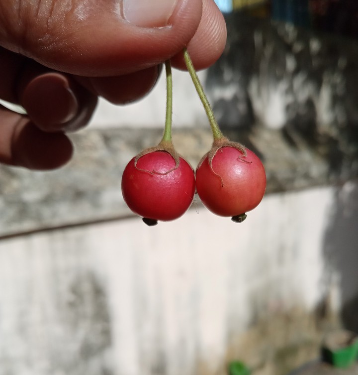 Rashspberry Red