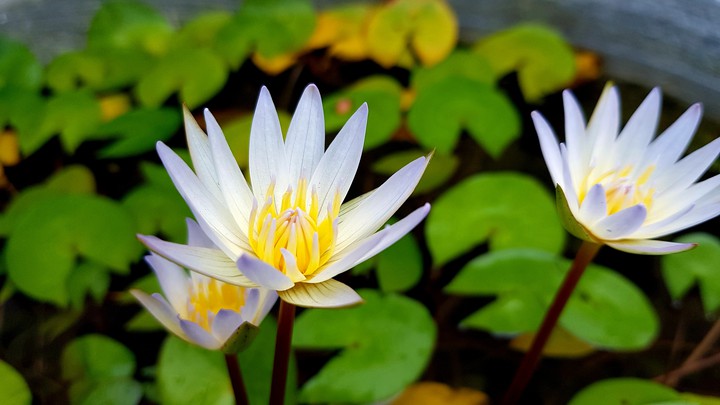 water lilly