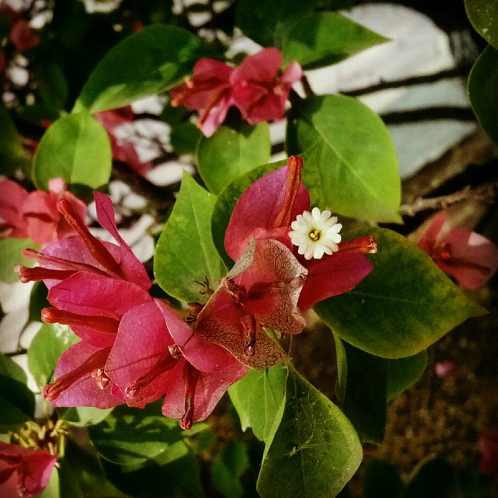 my fav- flower