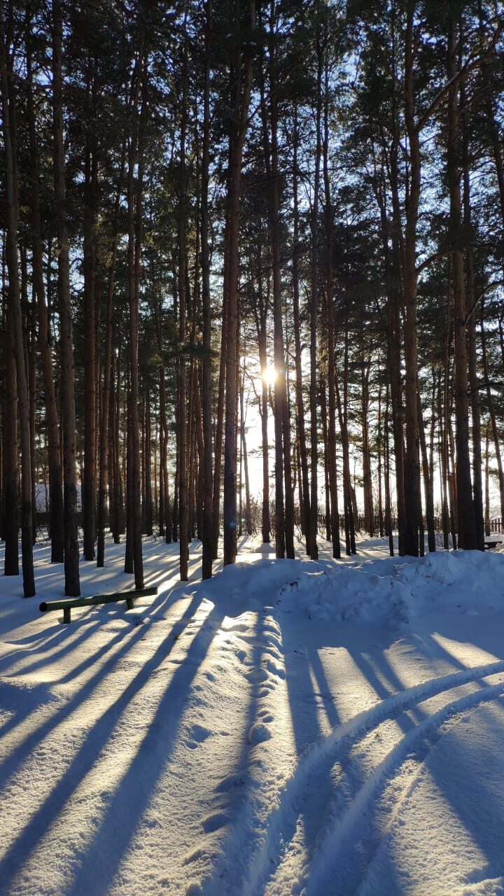 лес