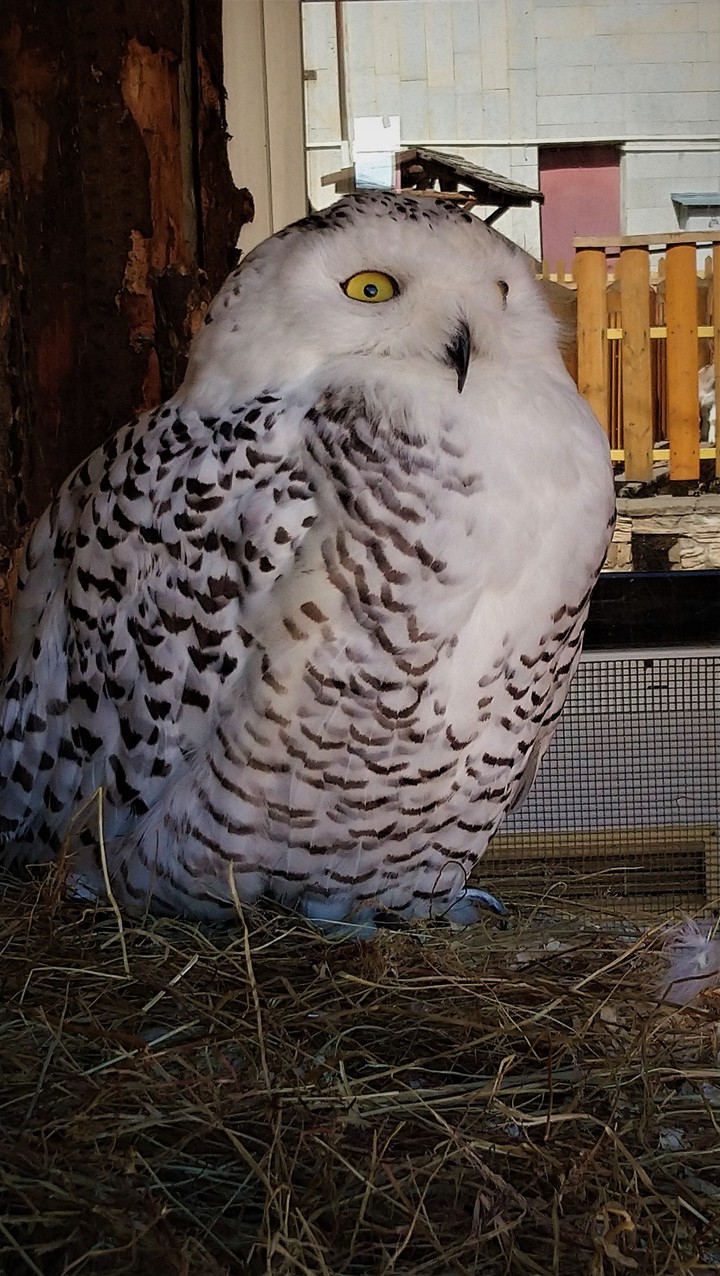 owl :3
